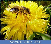 Cliquez sur l'image pour la voir en taille relle

Nom : POLLEN 1 fleur de pissenlit.jpg
Affichages : 1038
Taille : 199,8 Ko
ID : 57799