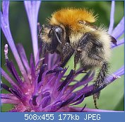 Cliquez sur l'image pour la voir en taille relle

Nom : POLLEN 2 fleur de bleuet.jpg
Affichages : 1032
Taille : 177,2 Ko
ID : 57800