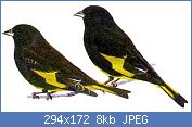 Cliquez sur l'image pour la voir en taille relle

Nom : Tarin noir de Bolivie.jpg
Affichages : 1818
Taille : 7,7 Ko
ID : 73319