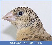 Cliquez sur l'image pour la voir en taille relle

Nom : tte femelle amadina fasciata.JPG
Affichages : 3035
Taille : 115,7 Ko
ID : 74153