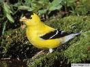 Avatar de goldfinch1
