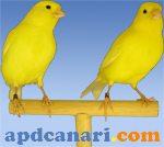 Jaune Apdcanari 4