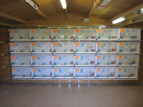 cedric_courbois_canaris_11.jpg, mai 2013 cedric_courbois_canaris_11.jpg