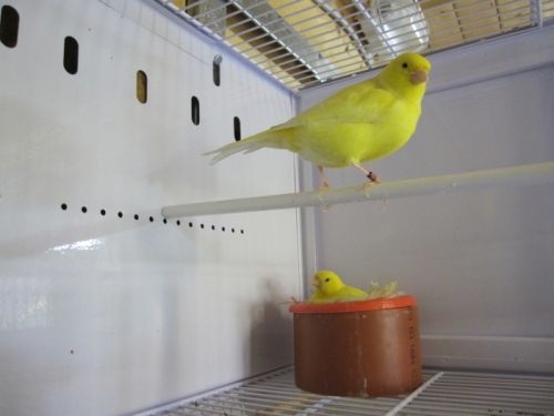 cedric_courbois_canaris_16.jpg, mai 2013 cedric_courbois_canaris_16.jpg