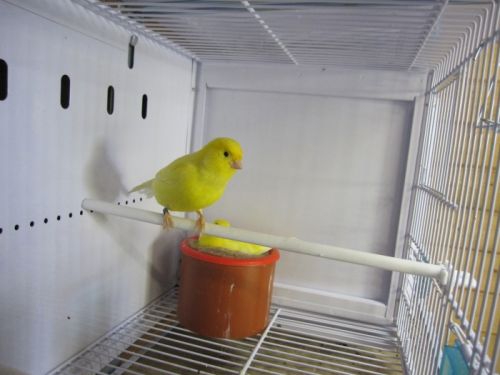 cedric_courbois_canaris_17.jpg, mai 2013 cedric_courbois_canaris_17.jpg