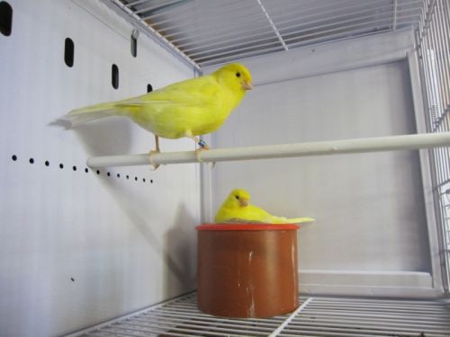 cedric_courbois_canaris_18.jpg, mai 2013 cedric_courbois_canaris_18.jpg