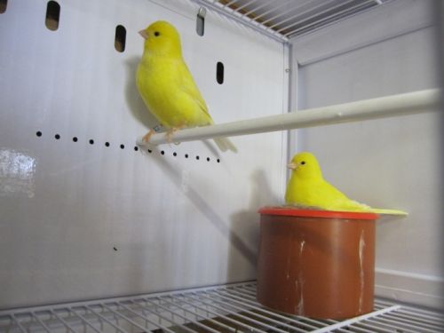 cedric_courbois_canaris_19.jpg, mai 2013 cedric_courbois_canaris_19.jpg