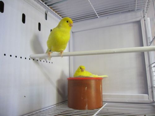 cedric_courbois_canaris_1.jpg, mai 2013 cedric_courbois_canaris_1.jpg