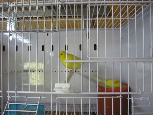 cedric_courbois_canaris_2.jpg, mai 2013 cedric_courbois_canaris_2.jpg